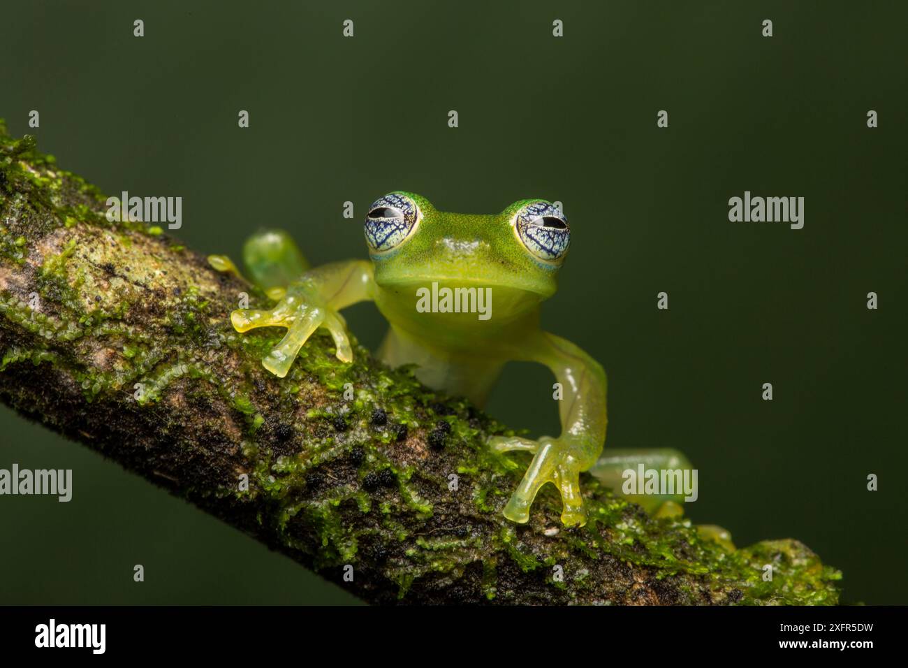 Nicaragua Giant Glass Frog (Espadarana prosoblepon aka Centrolene ...