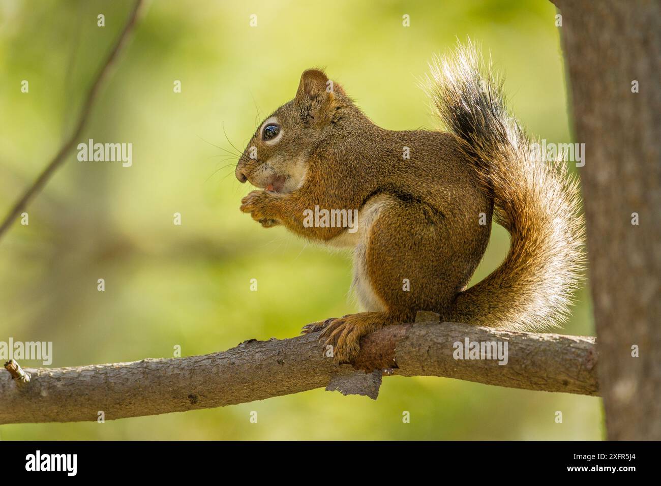 American red squirrel (Tamiasciurus hudsonicus) feeding on Douglas Fir (Pseudotsuga menziesii) seeds in cone, Montana, USA. October. Stock Photo