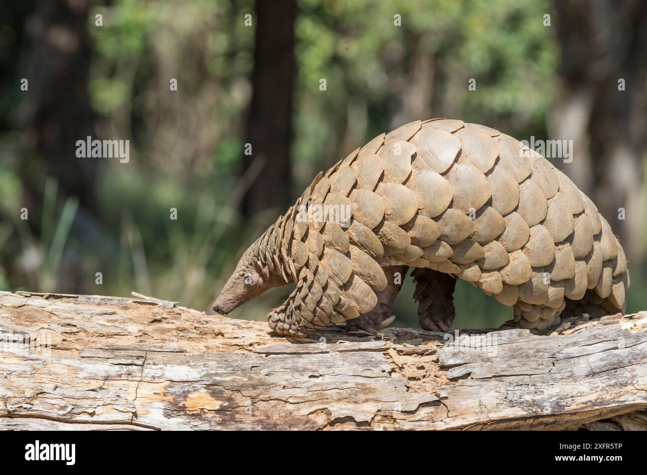 Indian pangolin (Manis crassicaudata) foraging for food, probably ...