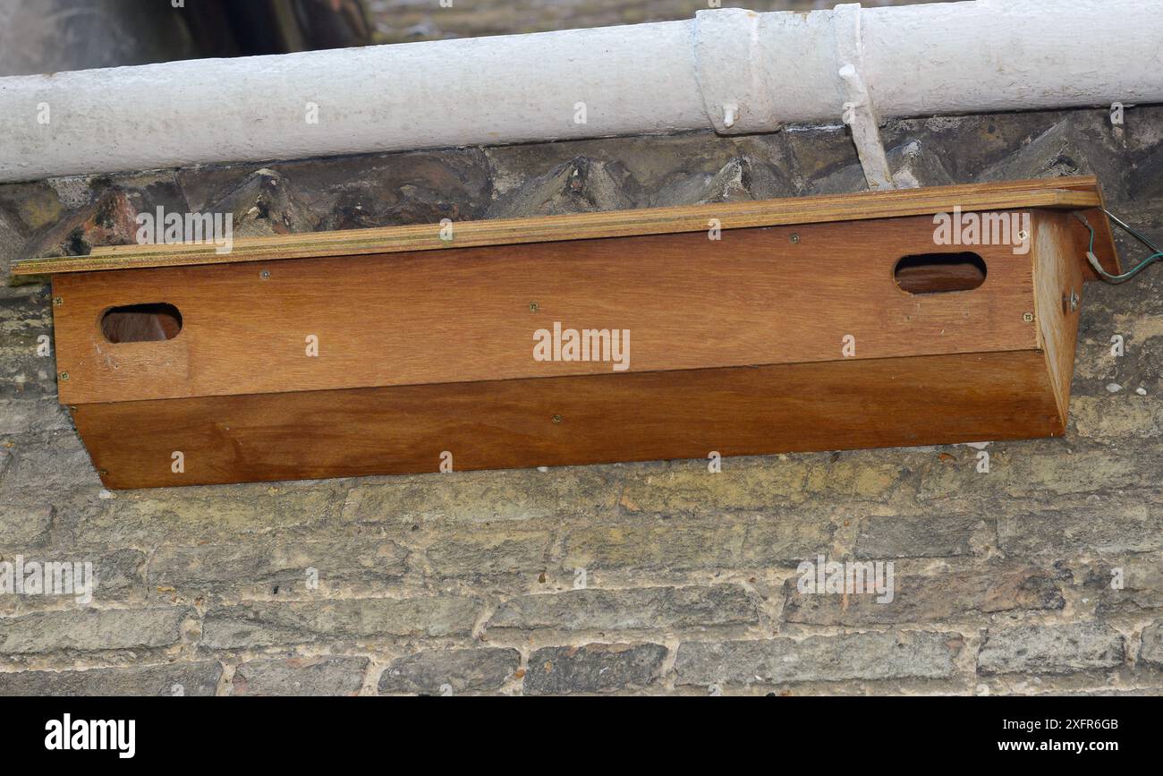 Two compartment nest box for Common swifts (Apus apus) attached under the eaves of a house, Landbeach, Cambridgeshire, UK, July. Stock Photo