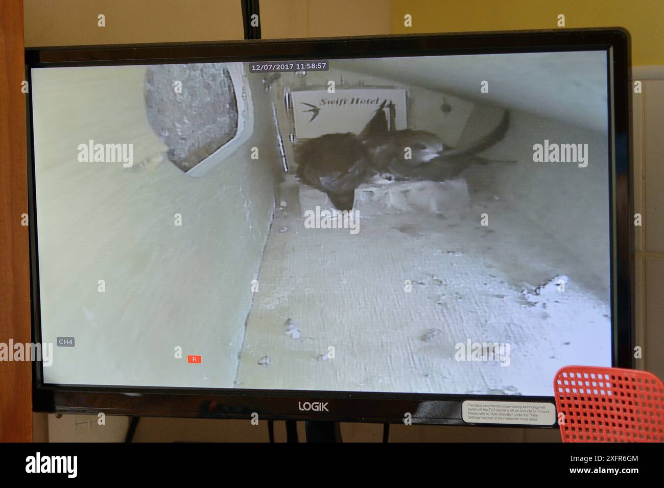Monitor linked to an infra red camera in a Common swift (Apus apus ...
