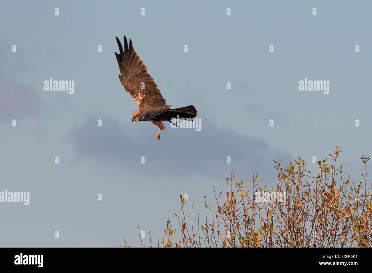 Female Marsh harrier (Circus aeruginosus) turning in flight, RSPB Greylake, Somerset, UK, December. Stock Photo