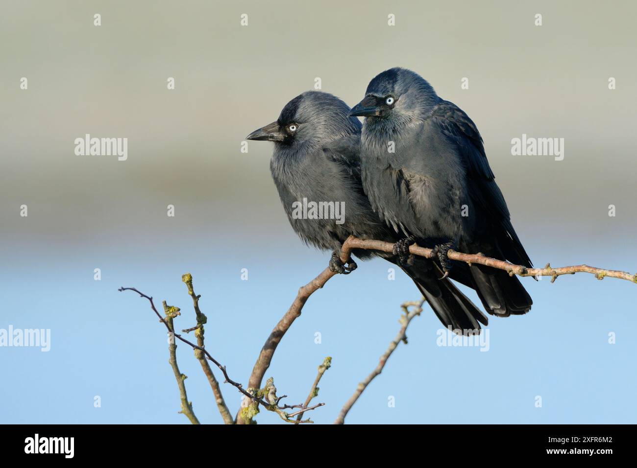 Jackdaw (Corvus monedula) pair perched on a bush bordering flooded marshland, Gloucestershire, UK, January. Stock Photo