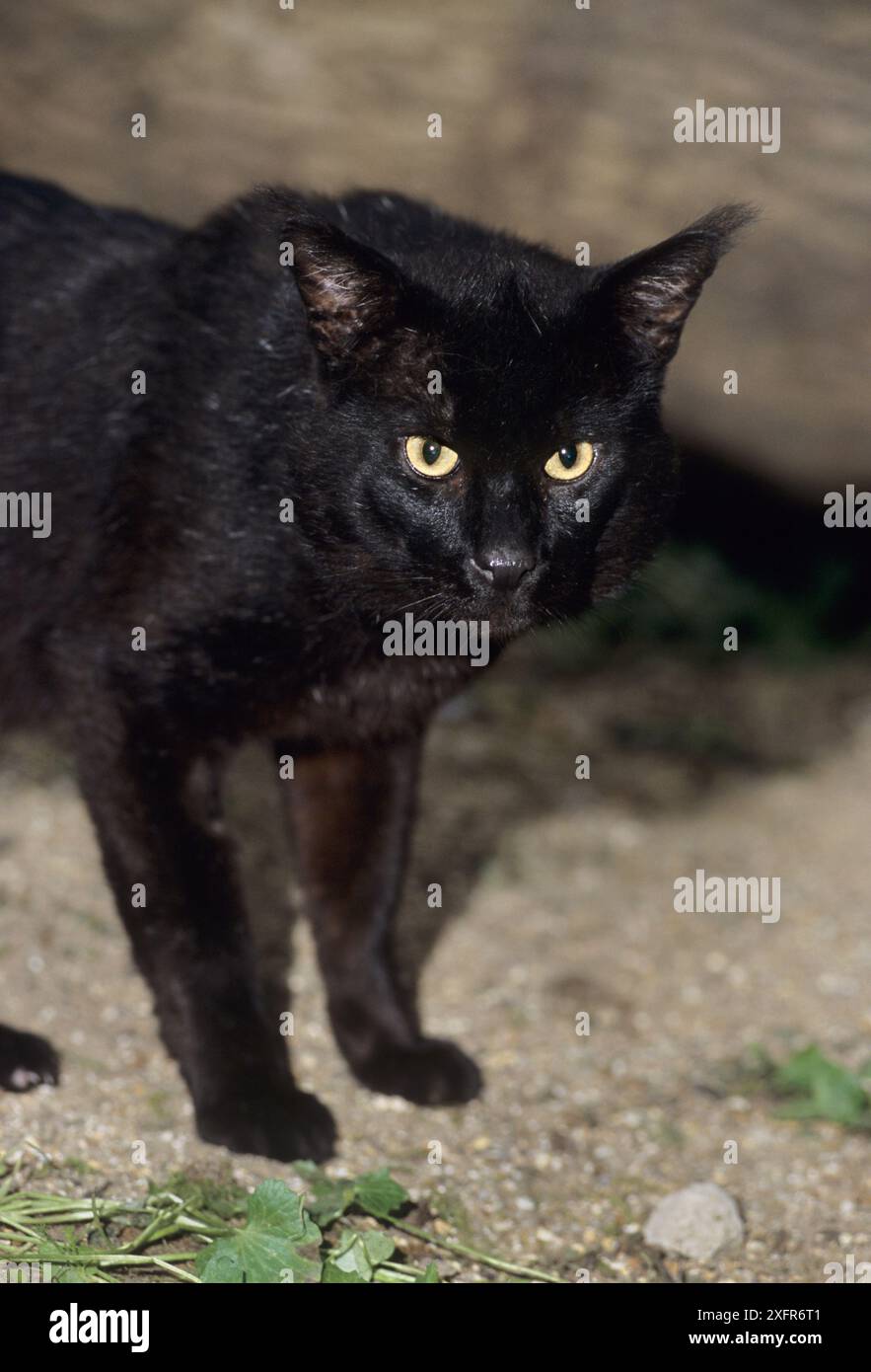 Cat Reed Jungle / Reed cat ( Felis chaus) captive, occurs in N Africa, N Asia ...