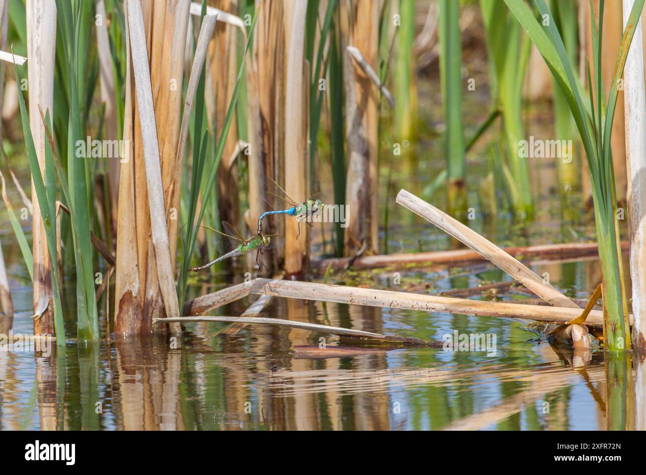 Commn green darner dragonfly (Anax junius) pair flying to lay eggs ...