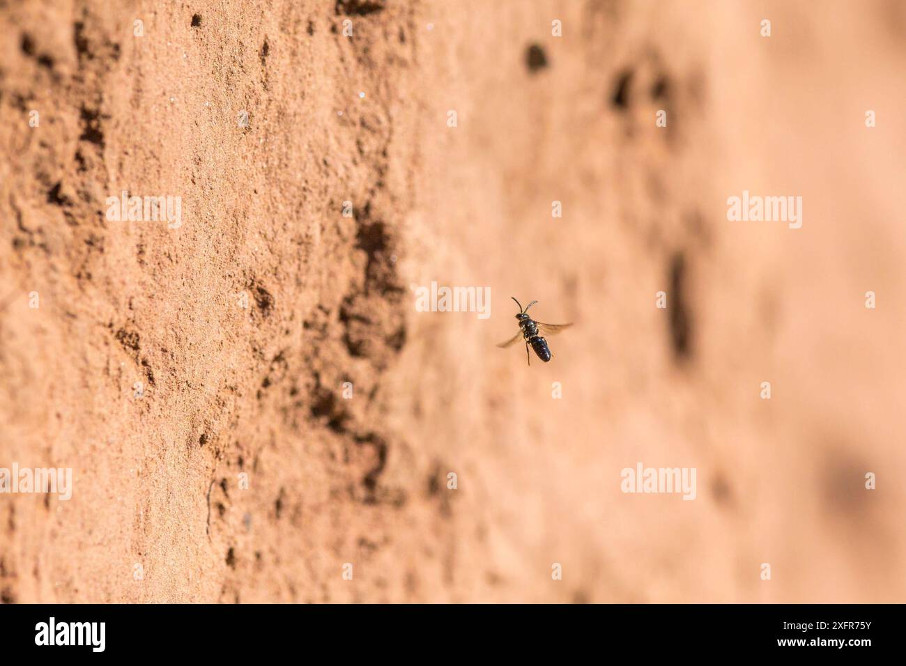 Green furrow bee (Lasioglossum morio) male flying on river bank, Monmouthshire, Wales, UK, August. Stock Photo