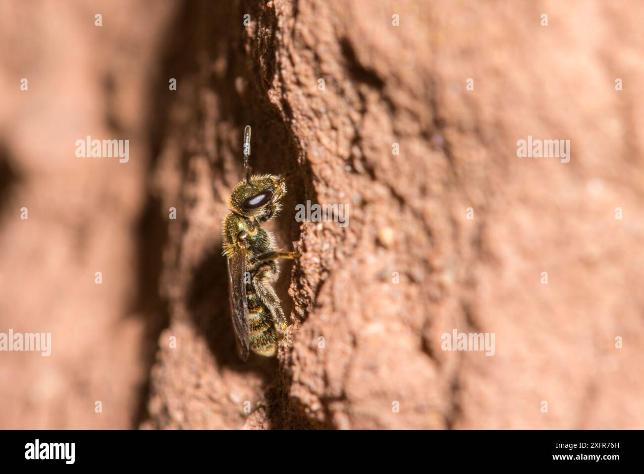 Green furrow bee (Lasioglossum morio) female outside nest burrow, Monmouthshire, Wales, UK, August. Stock Photo