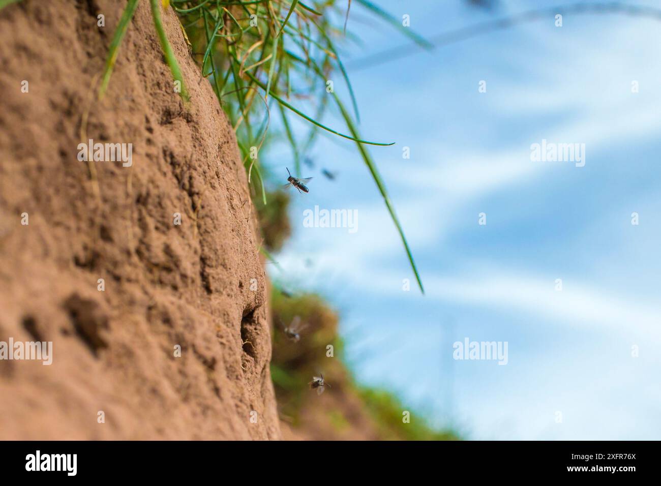 Green furrow bee (Lasioglossum morio) female flying to nest burrow, Monmouthshire, Wales, UK, August. Stock Photo