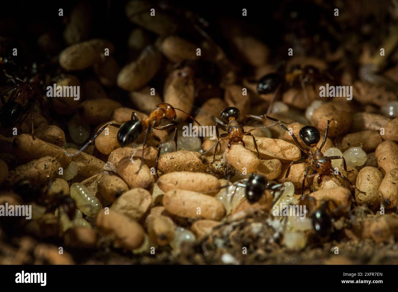 Allegheny mound ant (Formica exsectoides), Massachusetts, USA