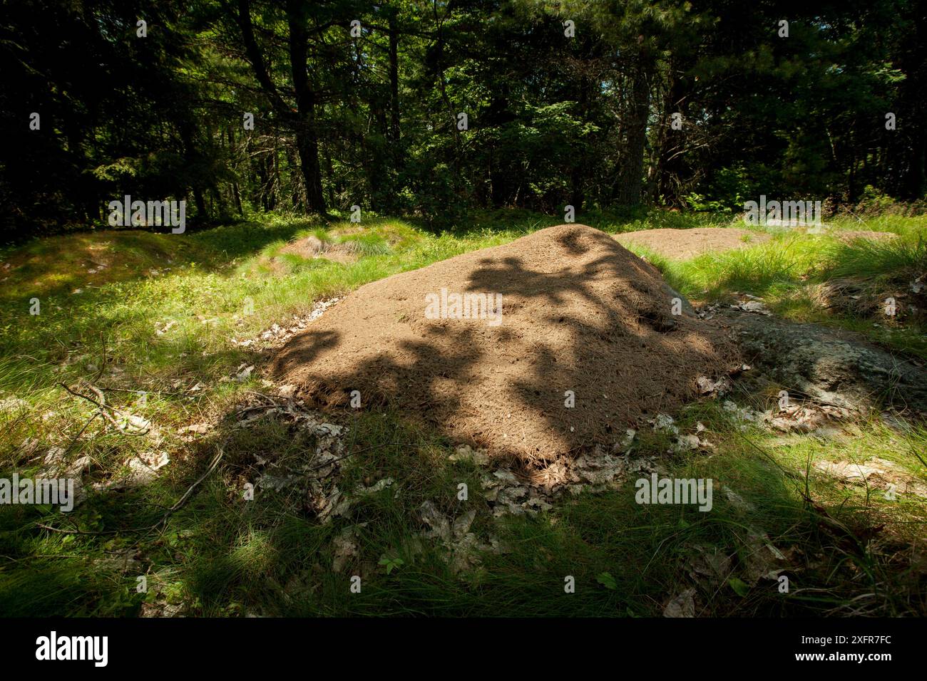 Nest mound of the Allegheny mound ant (Formica exsectoides ...