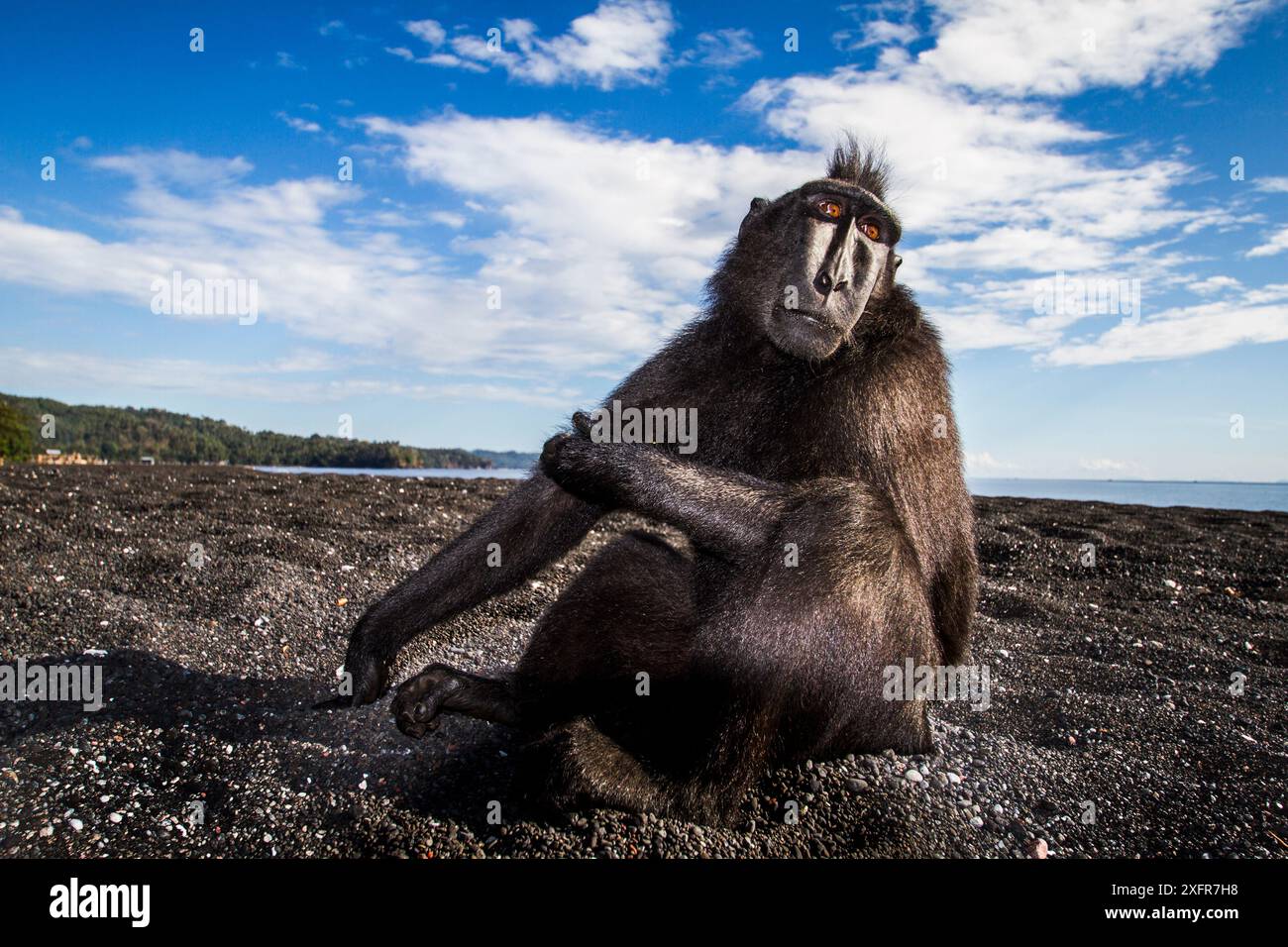 Celebes crested macaque / black macaque (Macaca nigra) large adult male ...