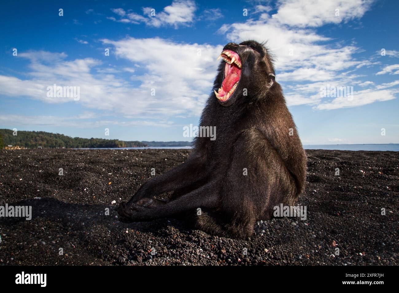 Celebes crested macaque / black macaque (Macaca nigra) large adult male ...