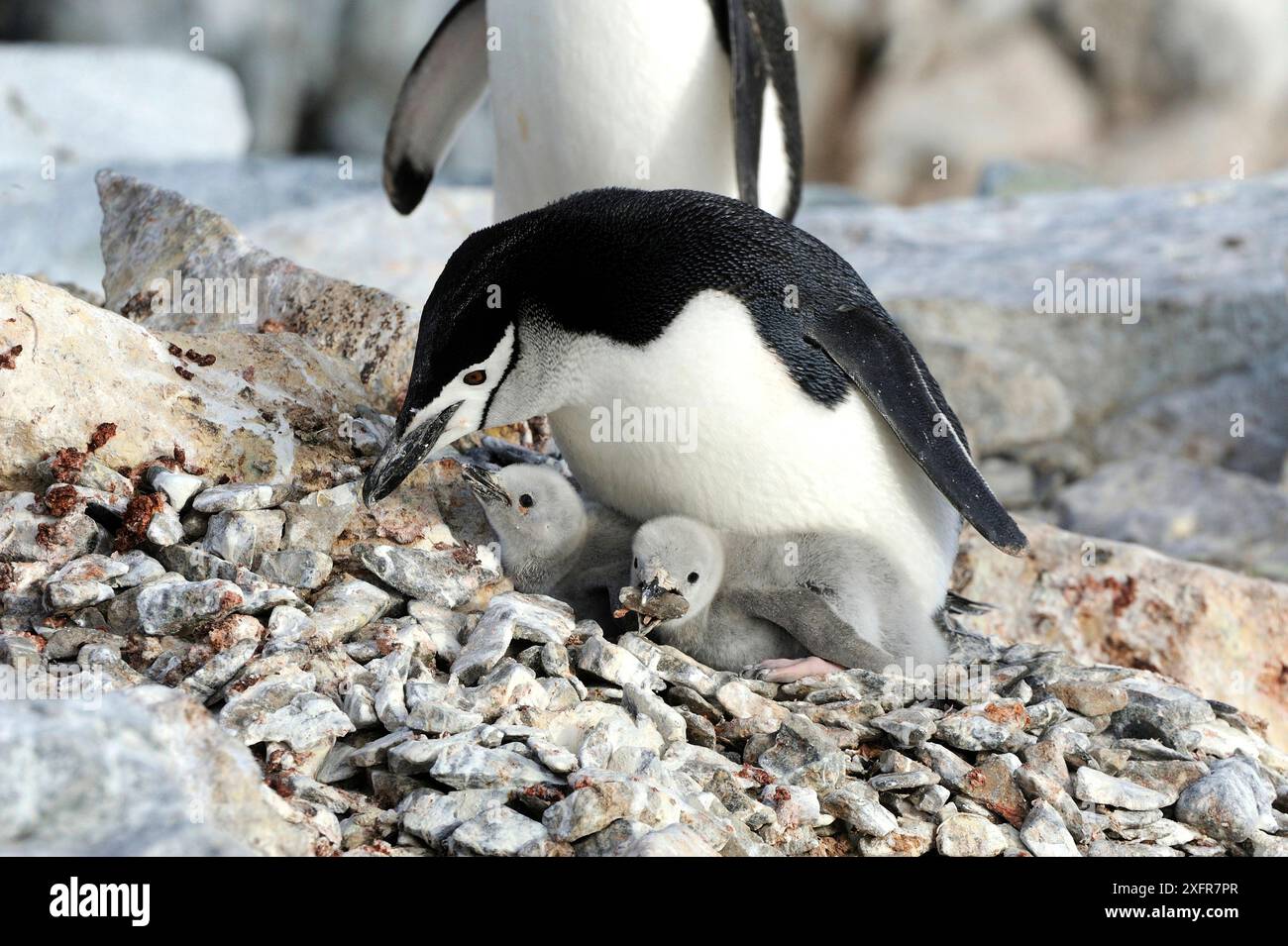 Picking rocks hi-res stock photography and images - Alamy