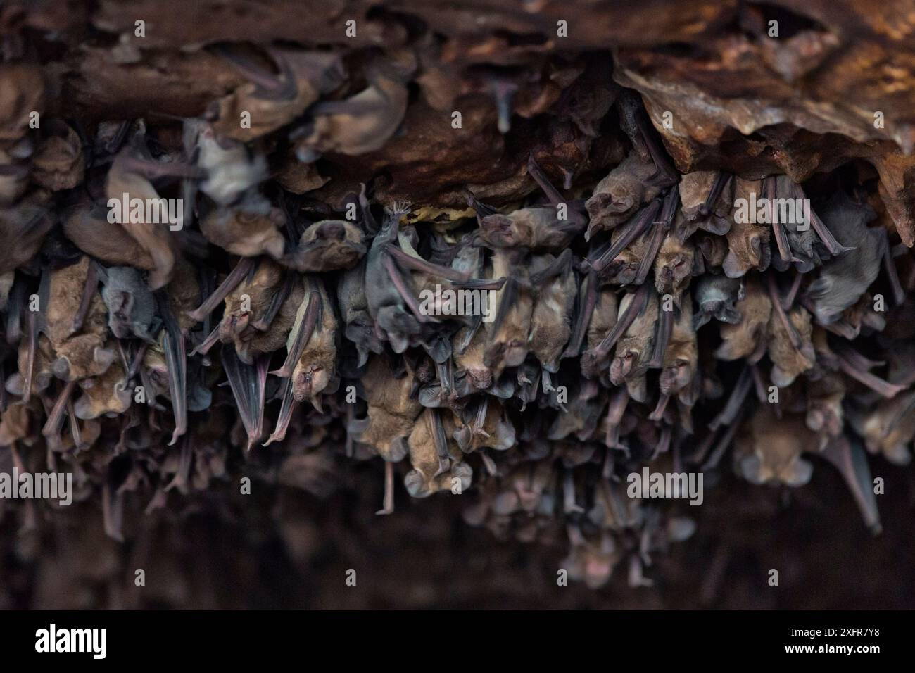 Mexican free-tailed bat (Tadarida brasiliensis) babies hanging on the wall at the entrance to Bracken Cave.  Babies are born in early summer, and the mothers consume one-half to three-fourths their body weight in insects per night to feed them.  Bracken Cave, San Antonio, Texas, USA, July. Stock Photo