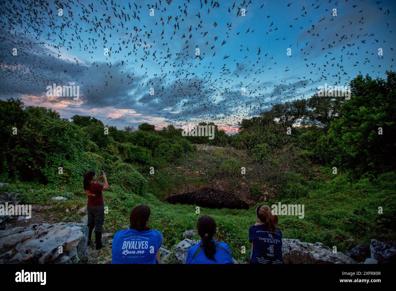 People watching masses of Mexican free-tailed bats (Tadarida brasiliensis) leaving maternity colony at night to feed, Bracken Cave, San Antonio, Texas, USA, June. Bracken Cave is the world's largest bat maternity colony. Stock Photo