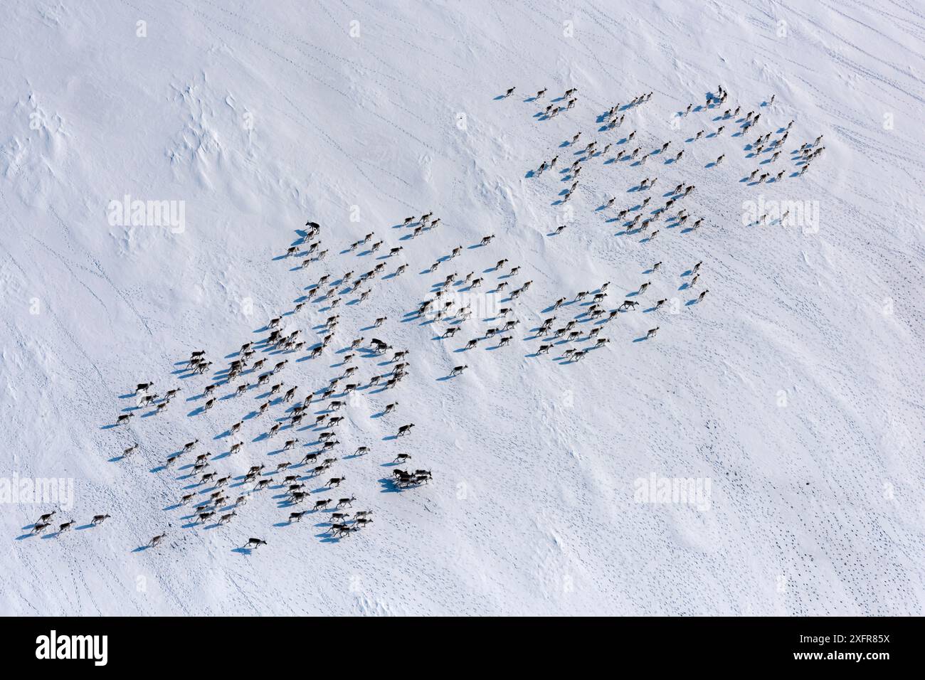 Aerial view of Siberian tundra reindeer (Rangifer tarandus sibiricus ...