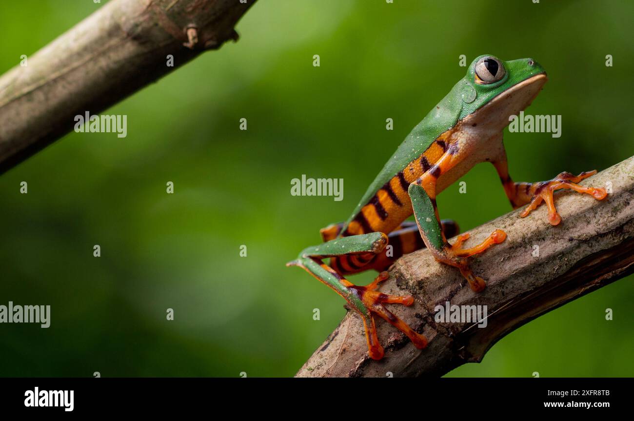 Tiger leg monkey frog / Tiger striped monkey frog (Phyllomedusa ...