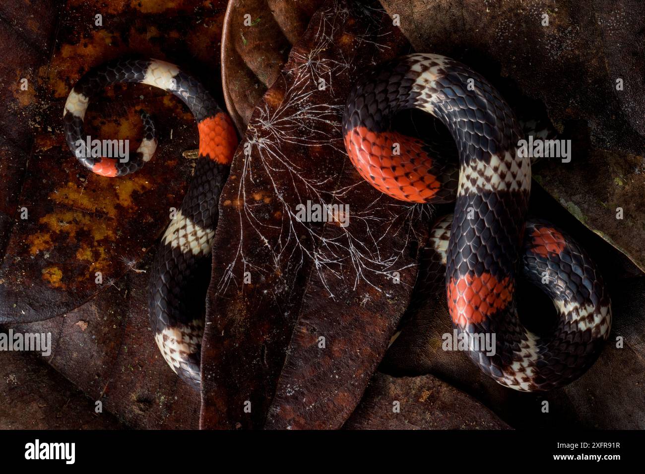 Western ribbon coral snake (Micrurus helleri) partially hidden under leaves, Yasuni National Park, Orellana, Ecuador. Stock Photo