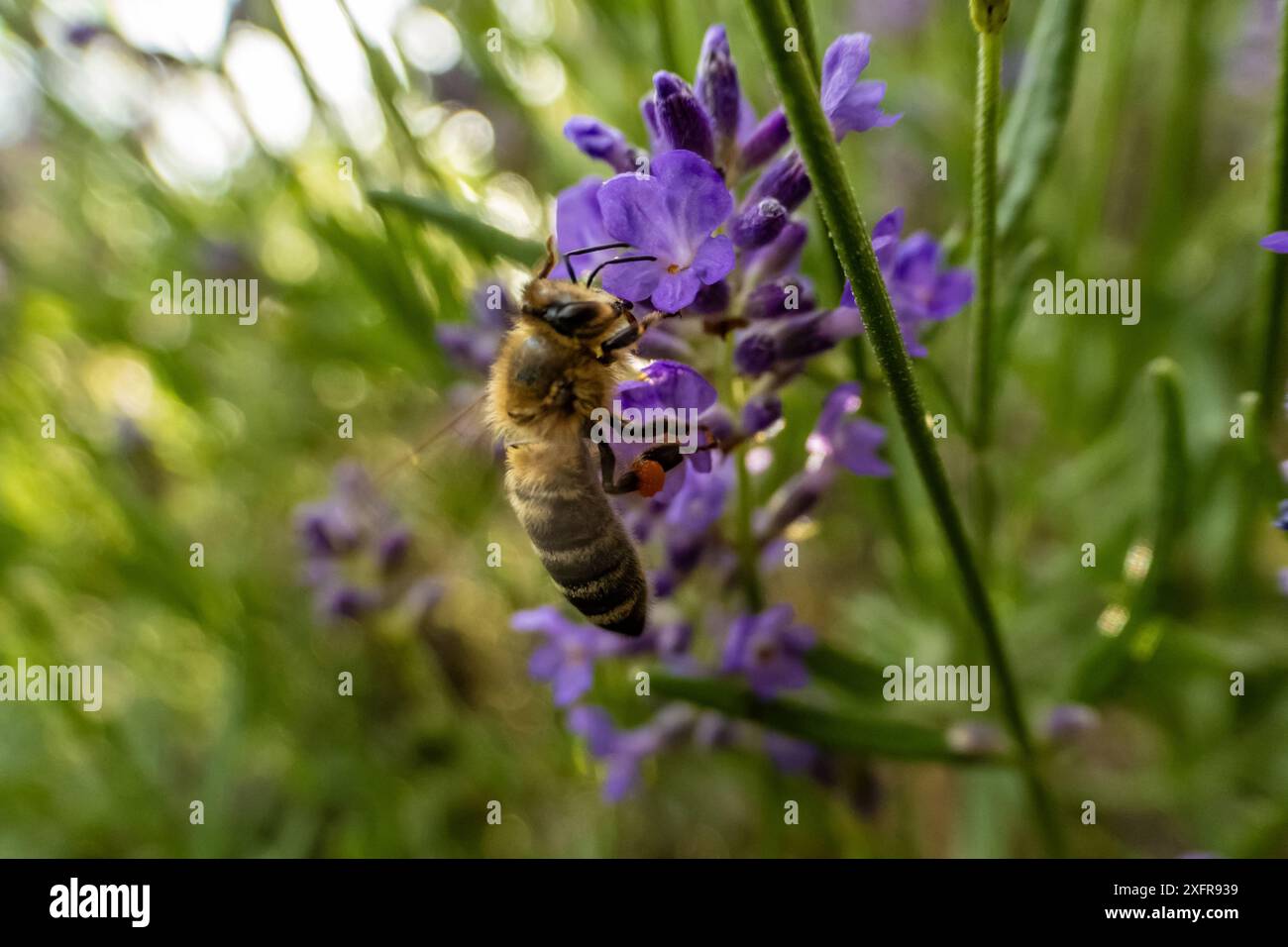 Bee (Apiformes) on a lavender flower (Lavandula angustifolia), Bavaria ...