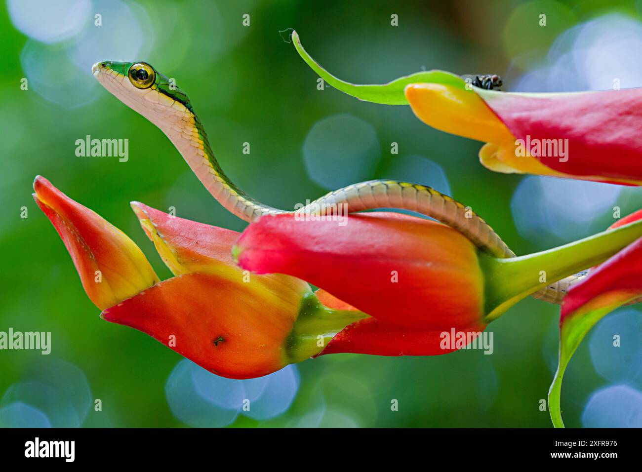 Parrot snake leptophis ahaetulla hi-res stock photography and images ...