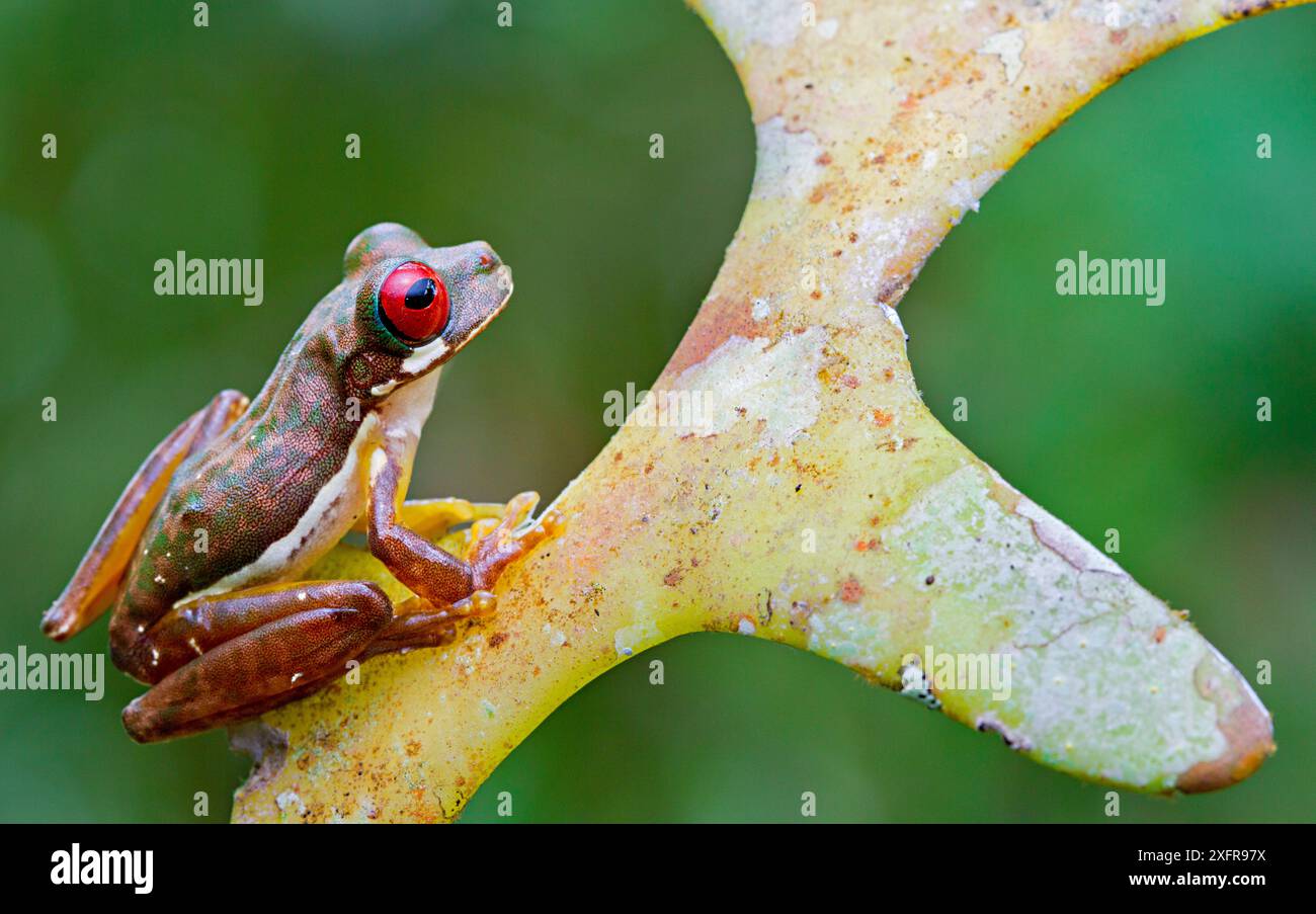Stream Tree Frog Rufous eyed tree frog hi-res stock photography and images - Alamy