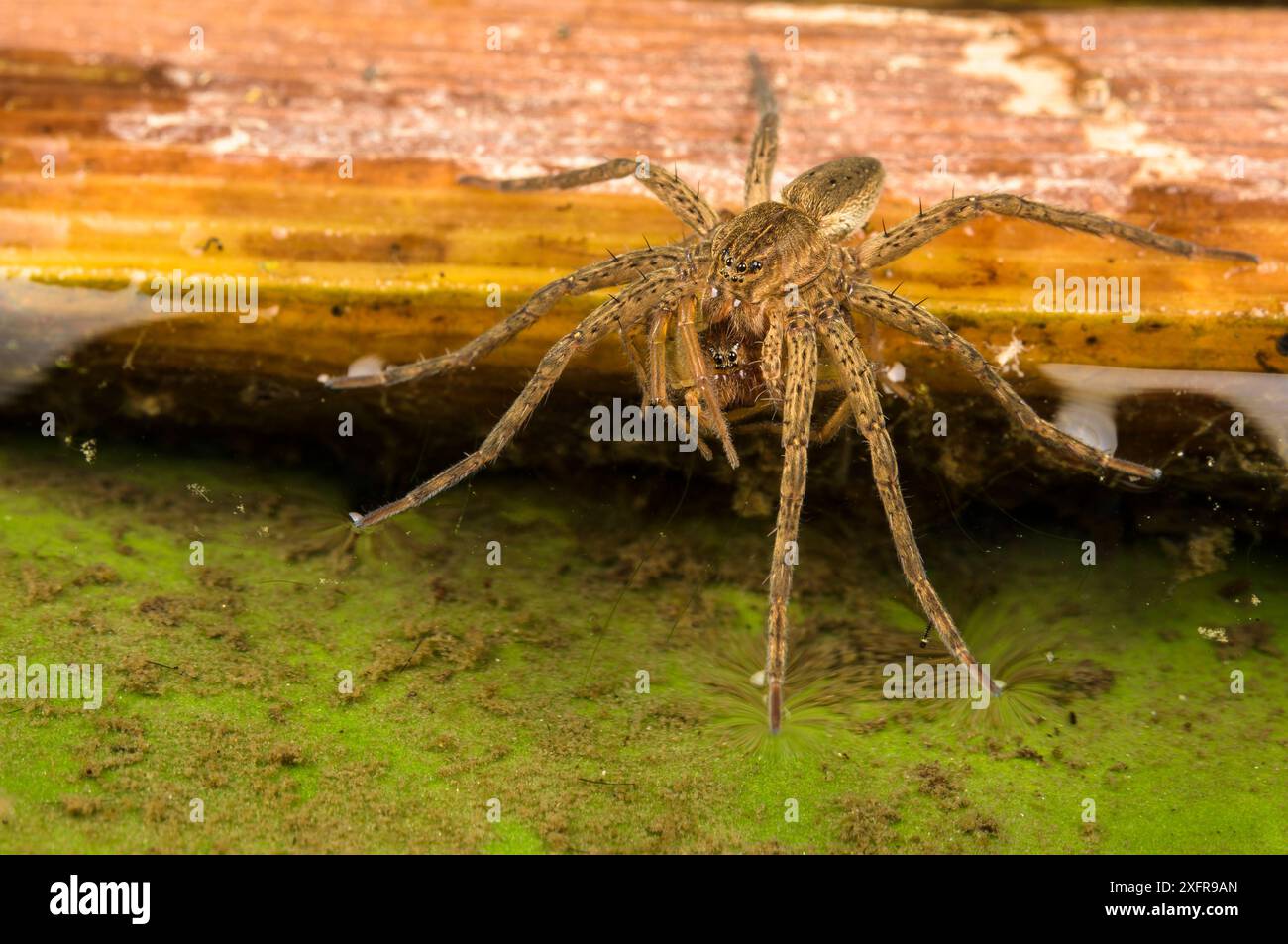 Fen raft spider nursery hi-res stock photography and images - Alamy
