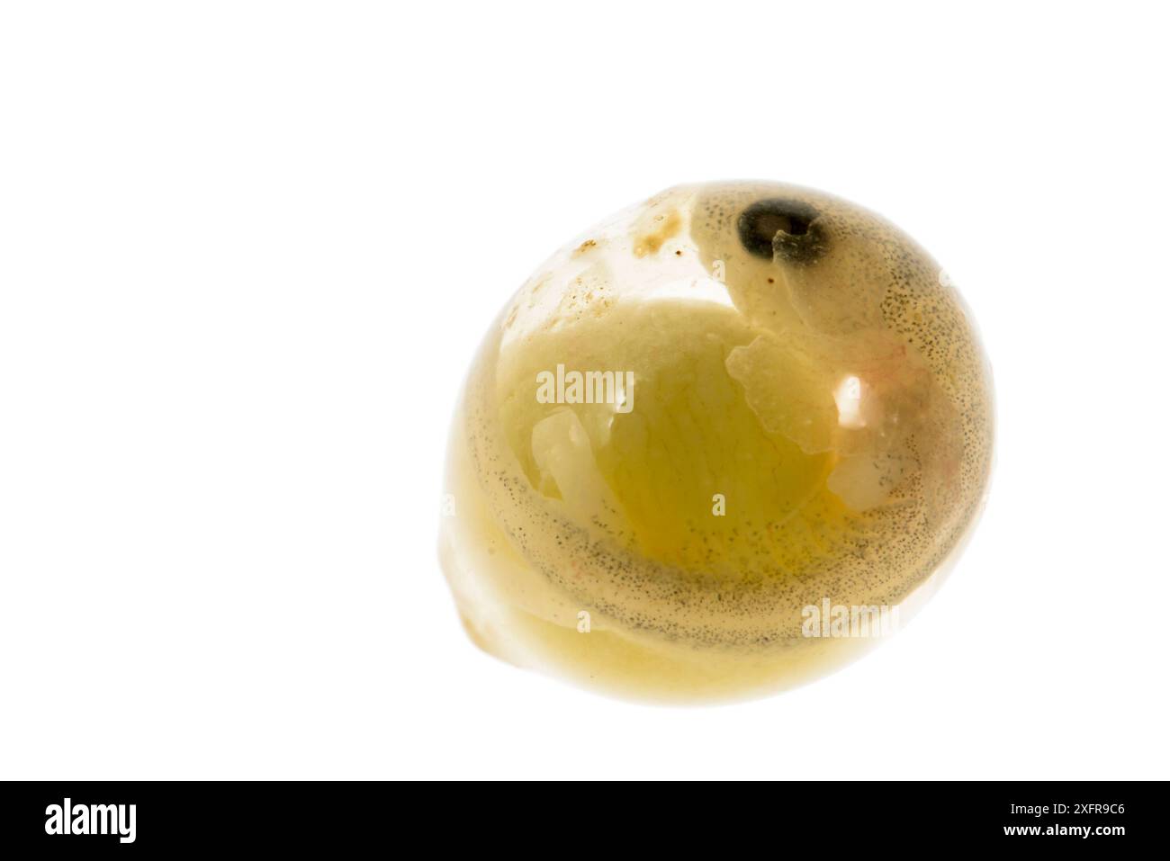 Arboreal salamander (Aneides lugubris) egg on white background, California, USA. Stock Photo