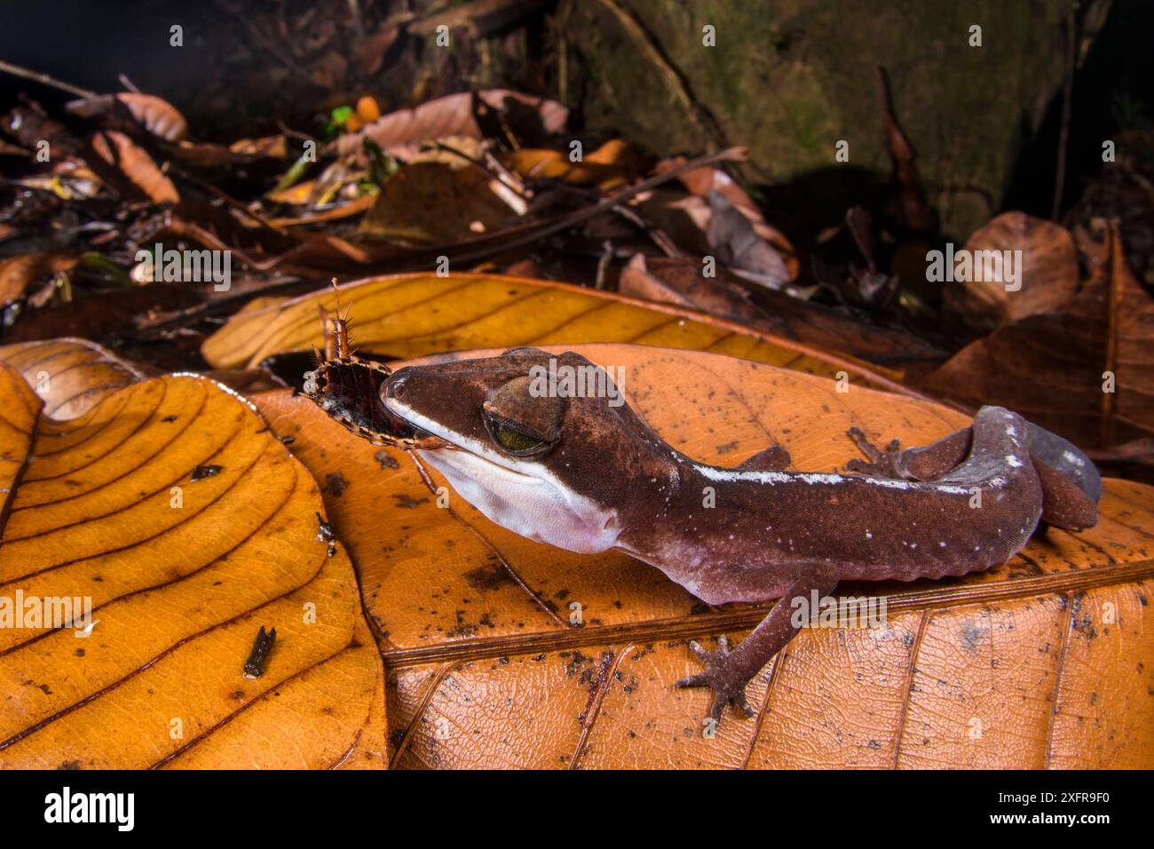 Cat gecko (Aeluroscalabotes felinus) Sarawak, Malaysian Borneo Stock ...
