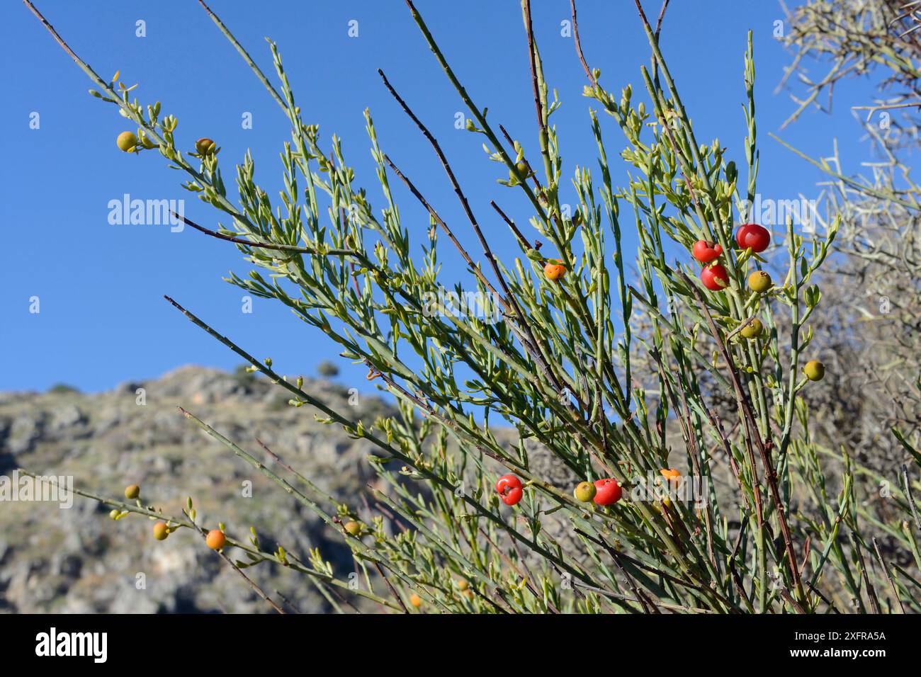 Maquis plant hi-res stock photography and images - Alamy