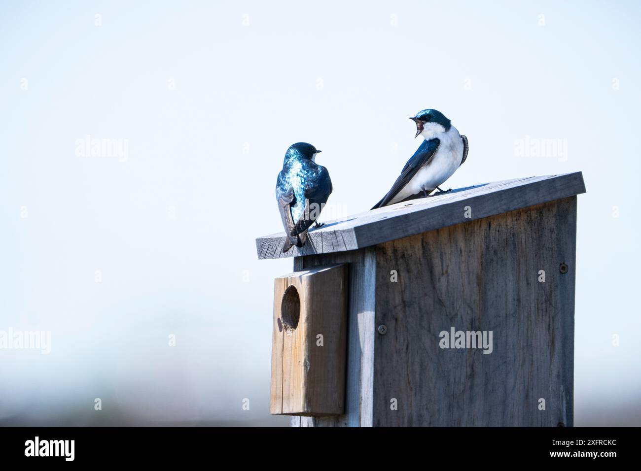 Tree swallows perched on their birdhouse in a conservation park by the St. Lawrence River. Stock Photo