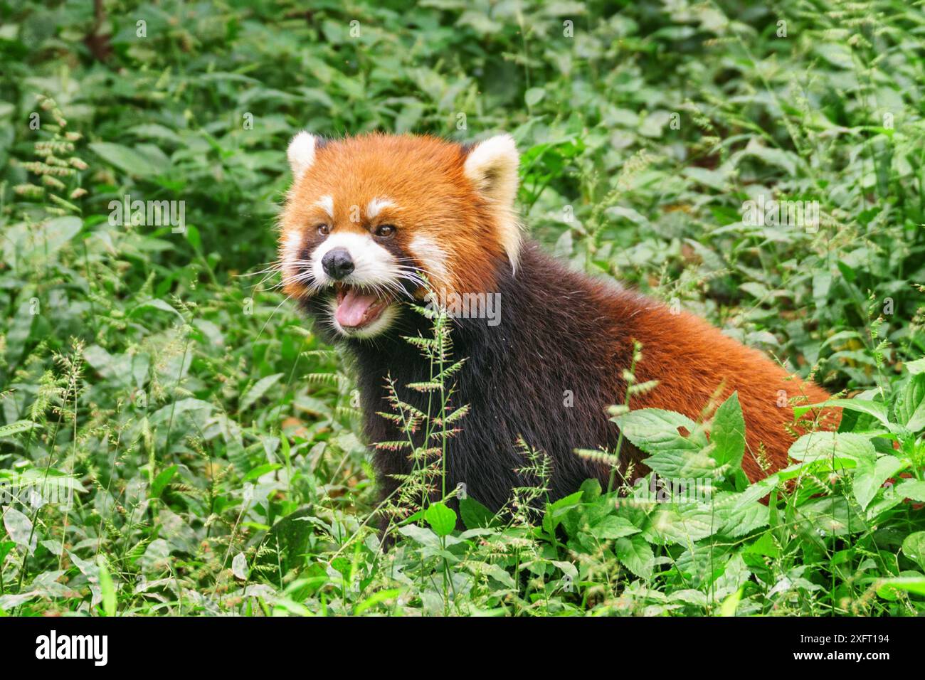 Cute red panda in green grass in forest. Amazing wild animal. Stock Photo