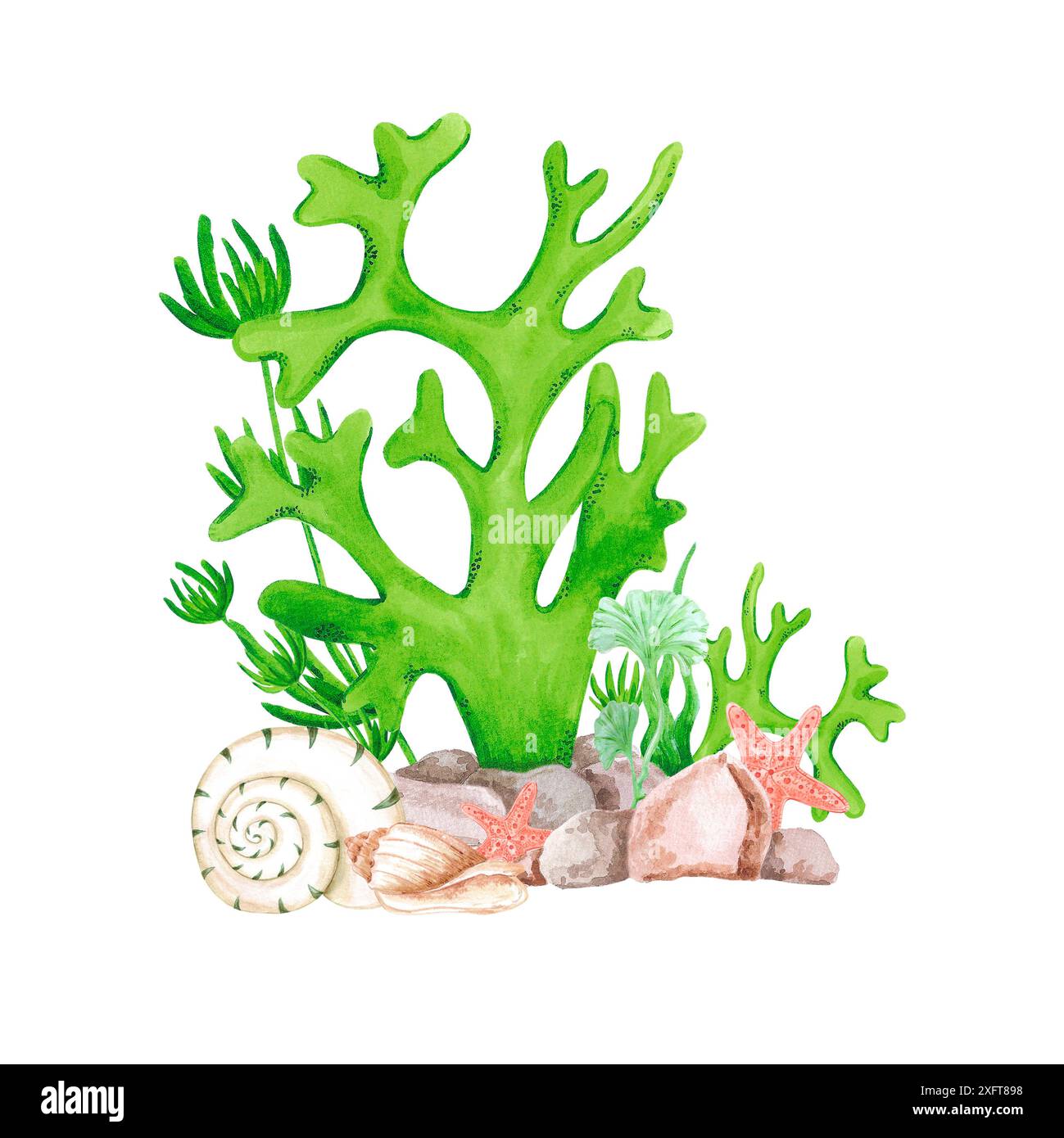 Hand drawn watercolor seaweed and seashells composition isolated on ...