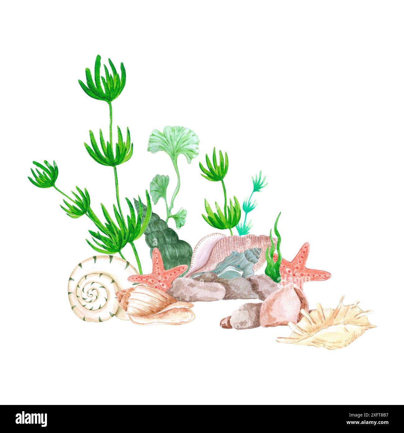 Hand drawn watercolor seaweed and seashells composition isolated on ...