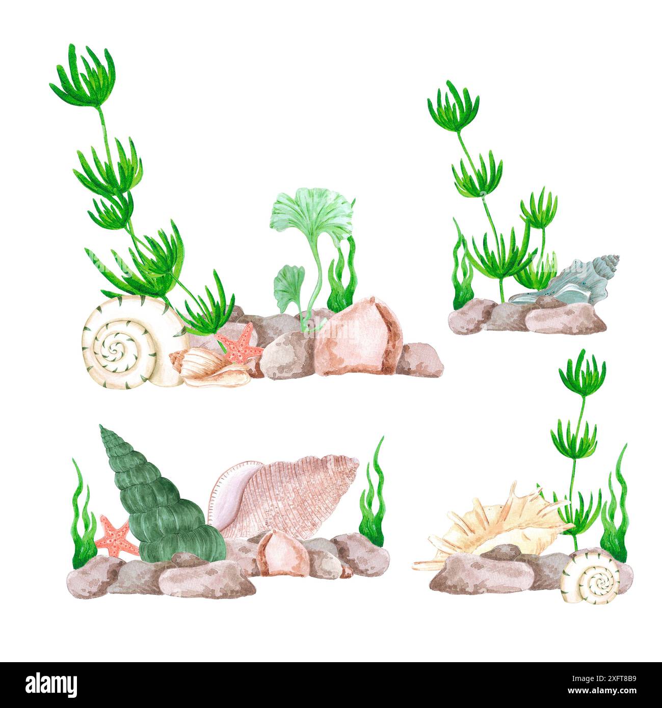 Hand drawn watercolor seaweed and seashells composition isolated on ...