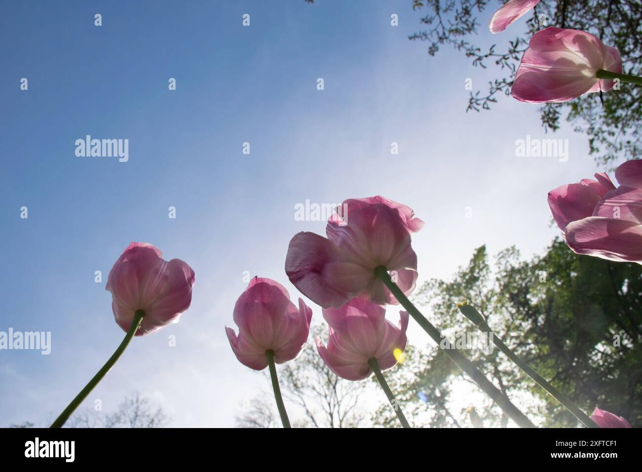 Pink tulips on a background of blue sky and white clouds Stock Photo ...