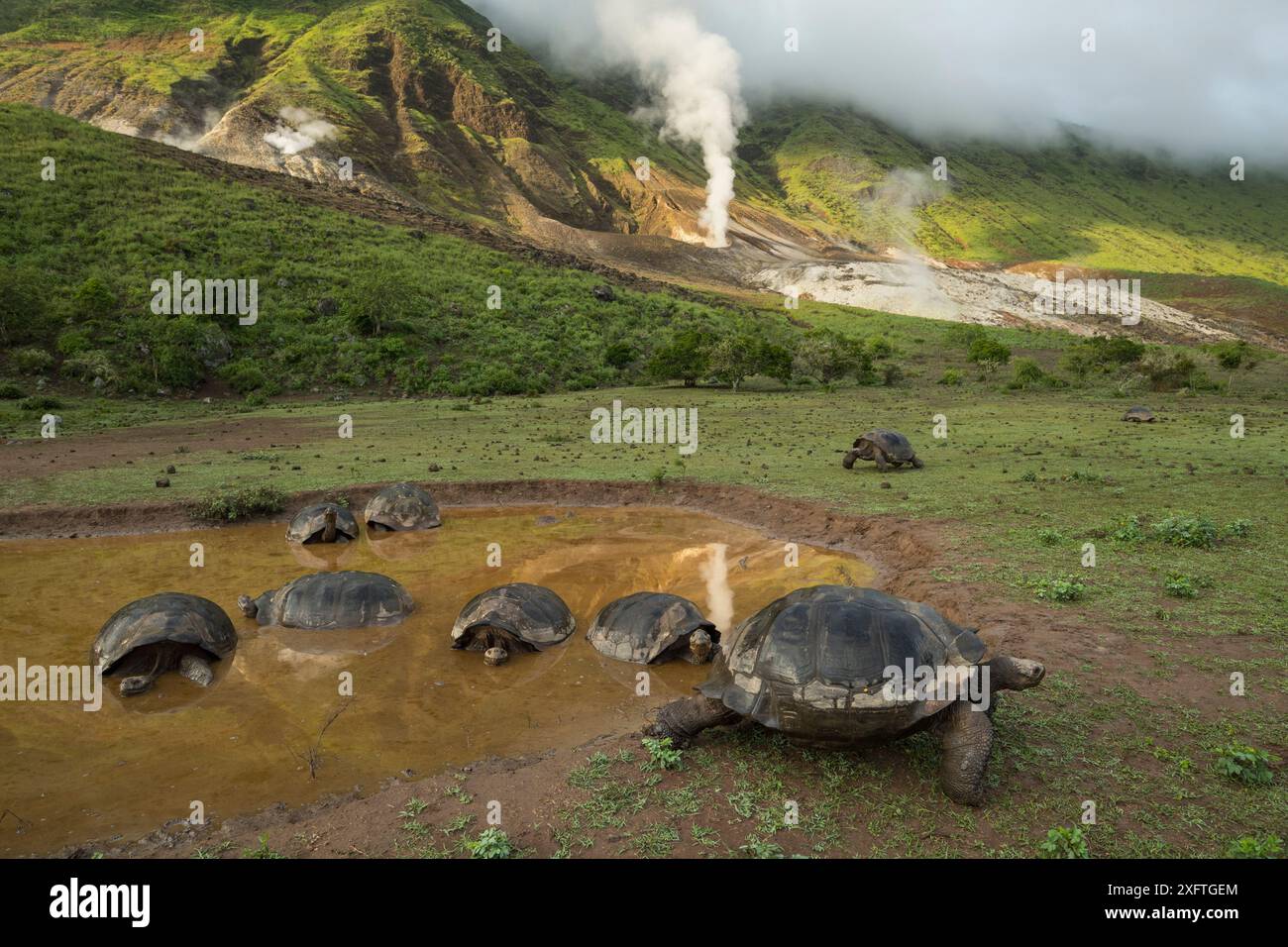 Alcedo giant tortoise (Chelonoidis vandenburghi) group resting and ...