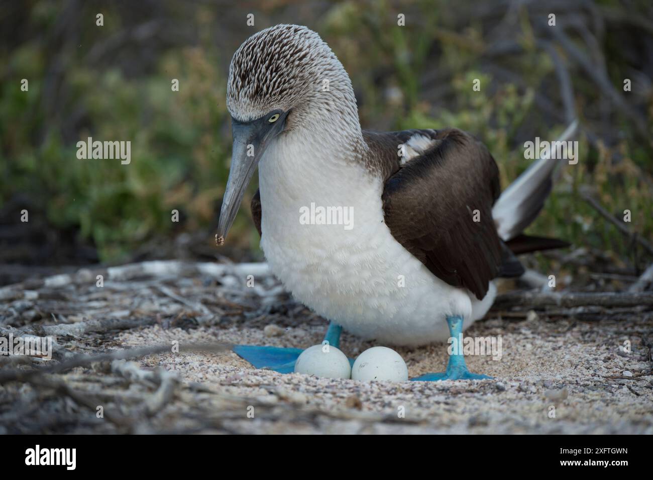 Seymour Island Antarctica Hi res Stock Photography And Images Alamy