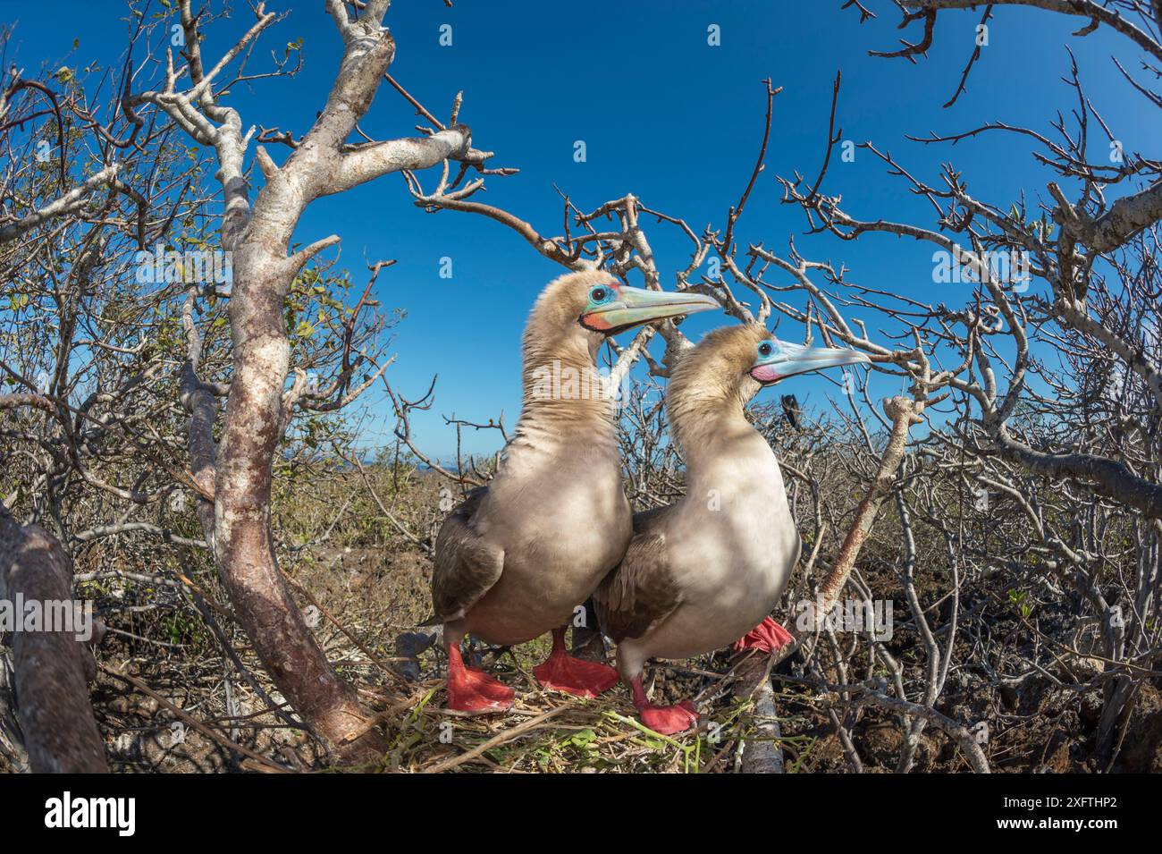 Red-footed booby (Sula sula), pair looking in same direction. Genovesa ...