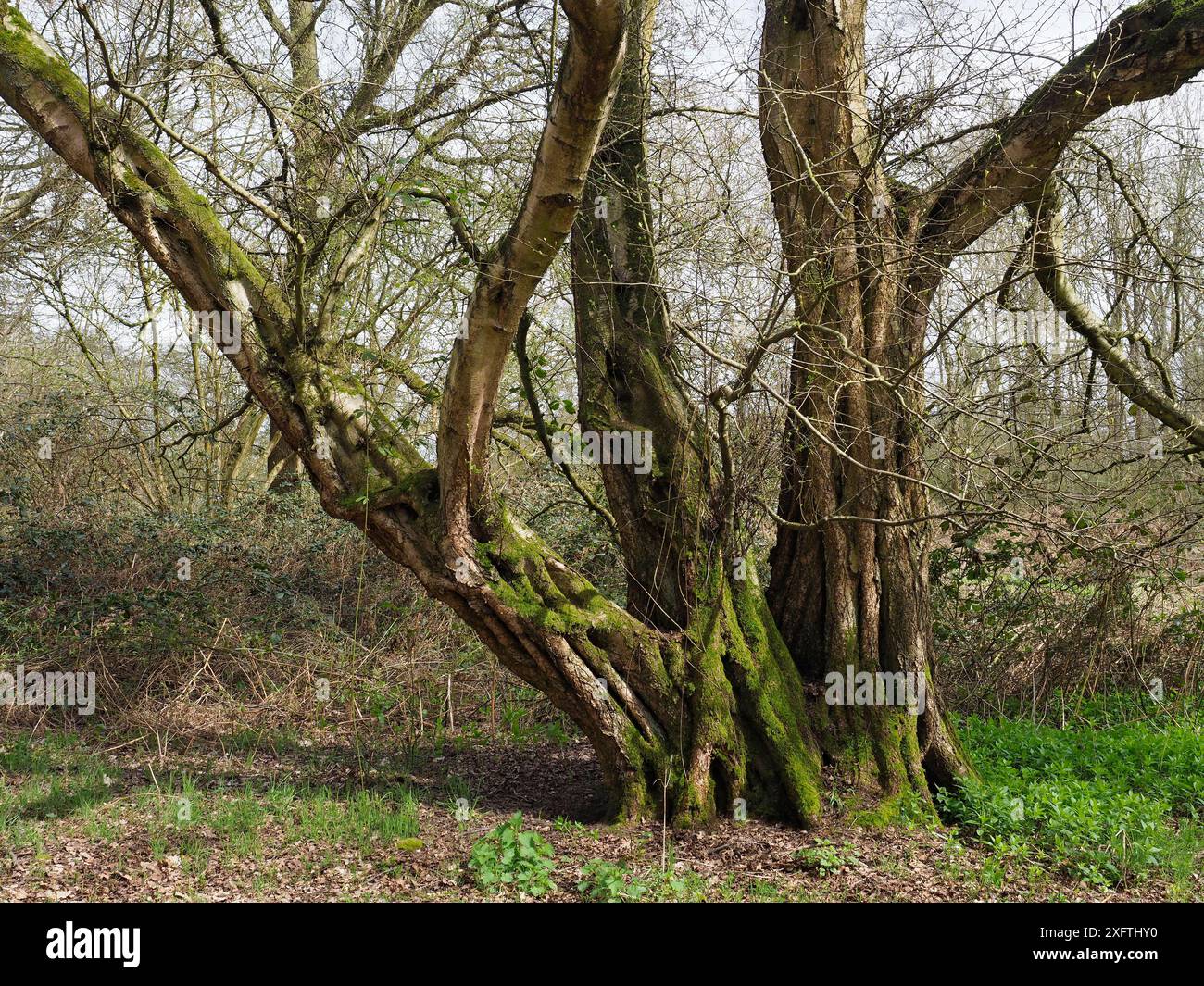 Small leaved lime / Pry Tree (Tilia cordata) veteran tree that was once a coppice stool but has remained un-cut for around 100 years plus. Ancient woodland indicator species, Suffolk, England, UK, April Stock Photo