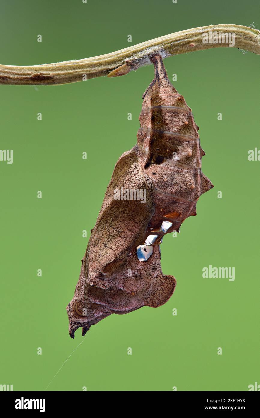 Small tortoishell butterfly (Aglais urticae) chrysalis, Hertfordshire, England, UK, July - Focus Stacked Stock Photo