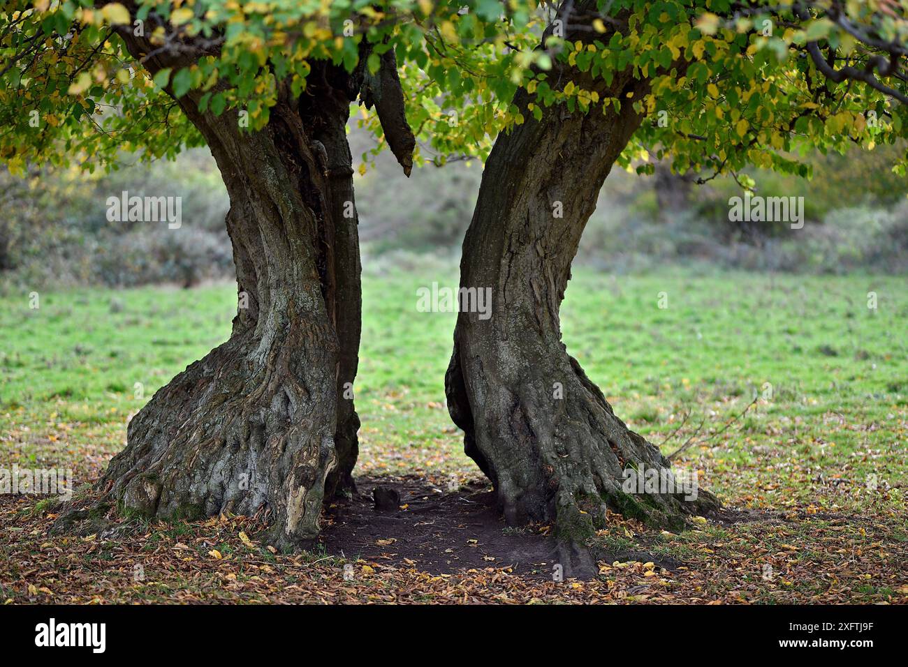 Hornbeam tree (Carpinus betulus) ancient pollard with split trunk ...