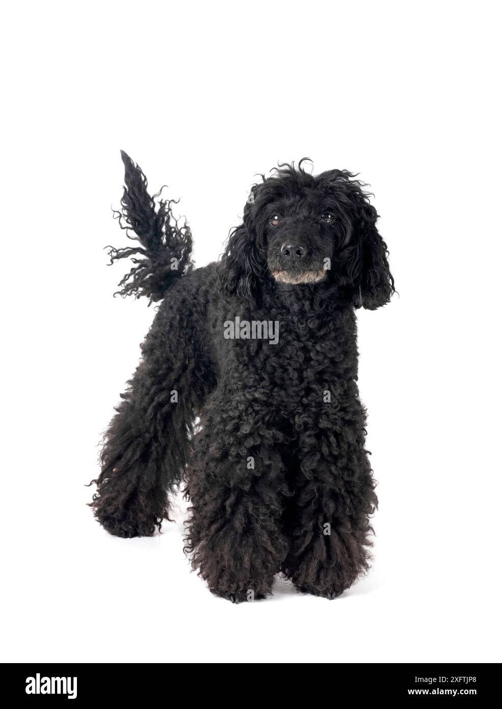 black poodle in front of white background Stock Photo - Alamy
