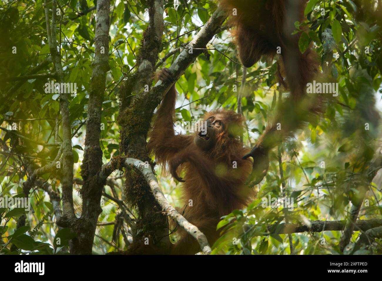 Tapanuli Orangutan (Pongo tapanuliensis) Beti, juvenile female approximate age 6 years, playing in tree with mother, Beta, Batang Toru ForestSumatran Stock Photo