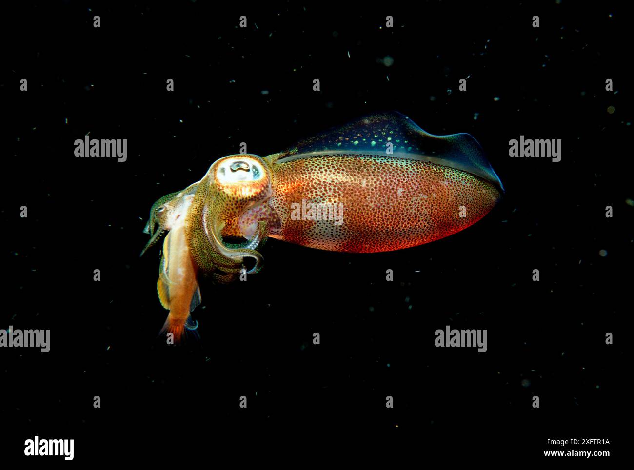 squid eats fish, Sepioteuthis lessoniana, Burma, Myanmar, Birma, Indian