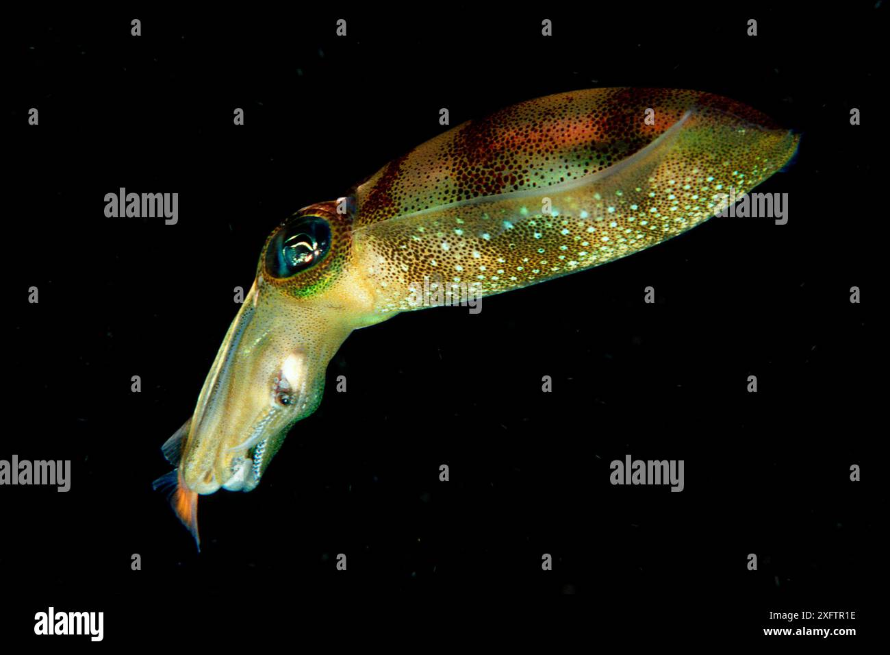 squid eats fish, Sepioteuthis lessoniana, Burma, Myanmar, Birma, Indian