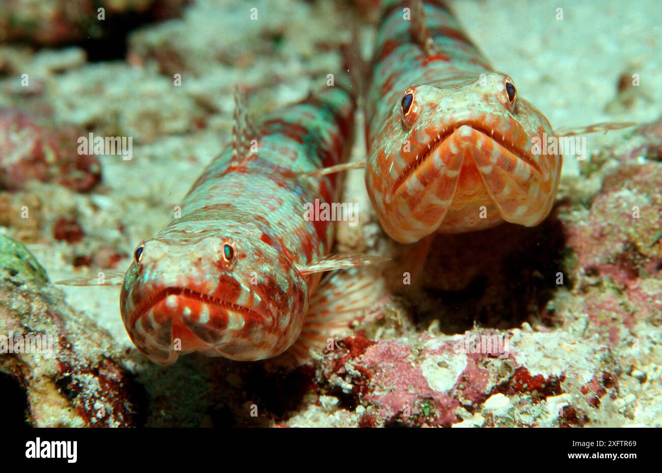 Red lizardfish hi-res stock photography and images - Alamy