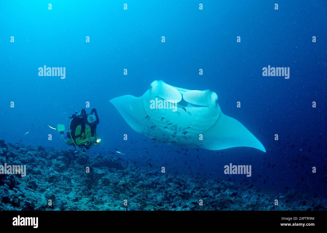 Manta ray and scuba diver, Manta birostris, Maldives Island, Indian ...