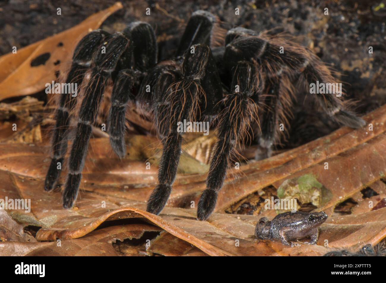 Peruvian Tarantula (Pamphobeteus sp.) and Humming Frog (Chiasmocleis royi) together, Los Amigos Biological Station, Madre de Dios, Amazonia, Peru. These species have a commensal relationship. The tarantula protects the frog whilst the frog foraging keeps ants away from the tarantulas eggs. Stock Photo