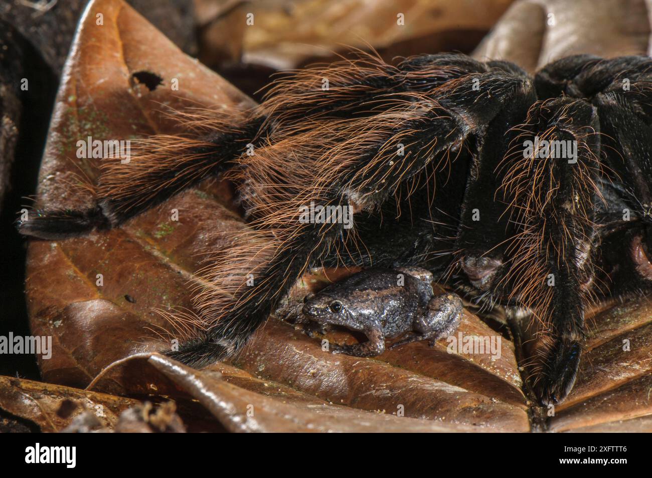 Peruvian Tarantula (Pamphobeteus sp.) and Humming Frog (Chiasmocleis royi) together, Los Amigos Biological Station, Madre de Dios, Amazonia, Peru. These species have a commensal relationship. The tarantula protects the frog whilst the frog foraging keeps ants away from the tarantulas eggs. Stock Photo