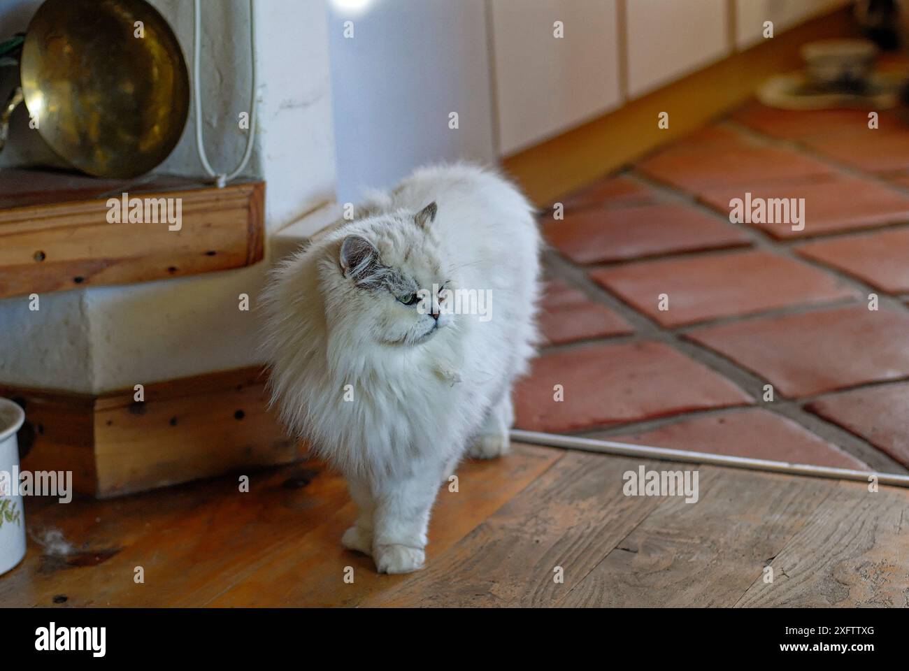 Cat - older white cat at floor level. Taking a step forward looking to ...